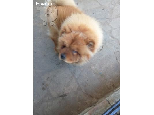 Ζητείται θηλυκό chow chow..